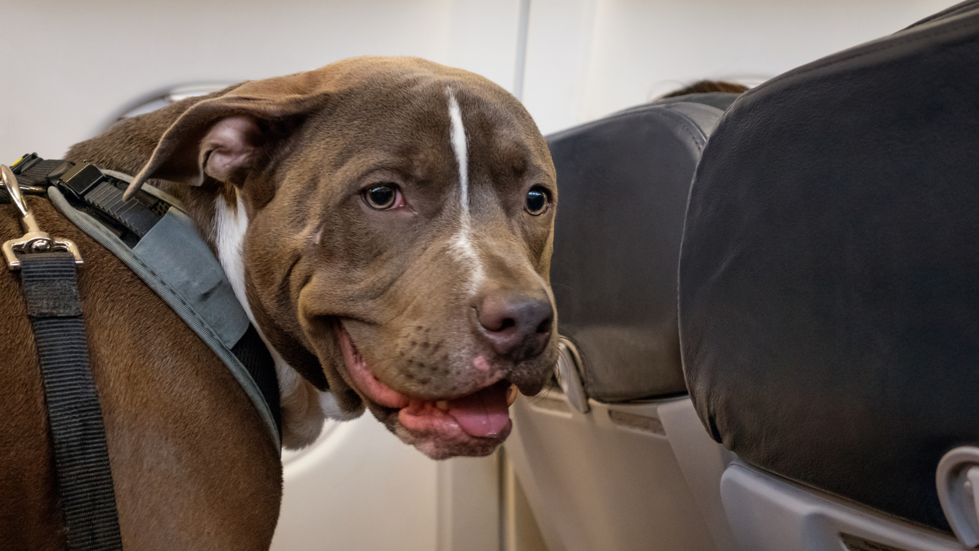 ¿Primera vez viajando con tu mascota en avión?